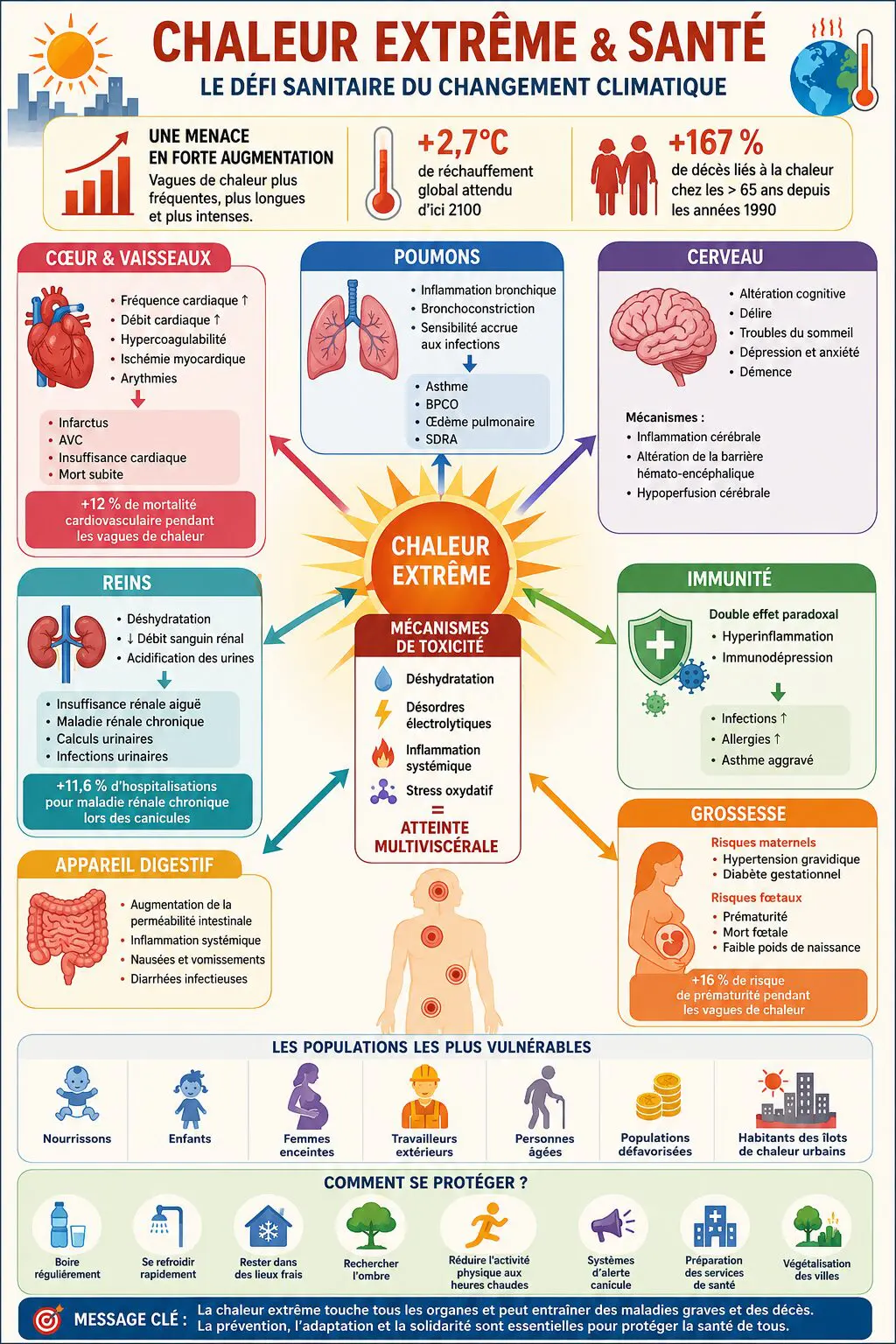 Tableau de synthèse canicule et santé : organes touchés, mécanismes et risques sanitaires